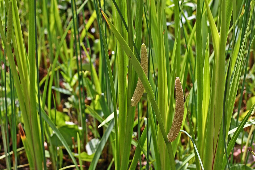 calamus trava za moč