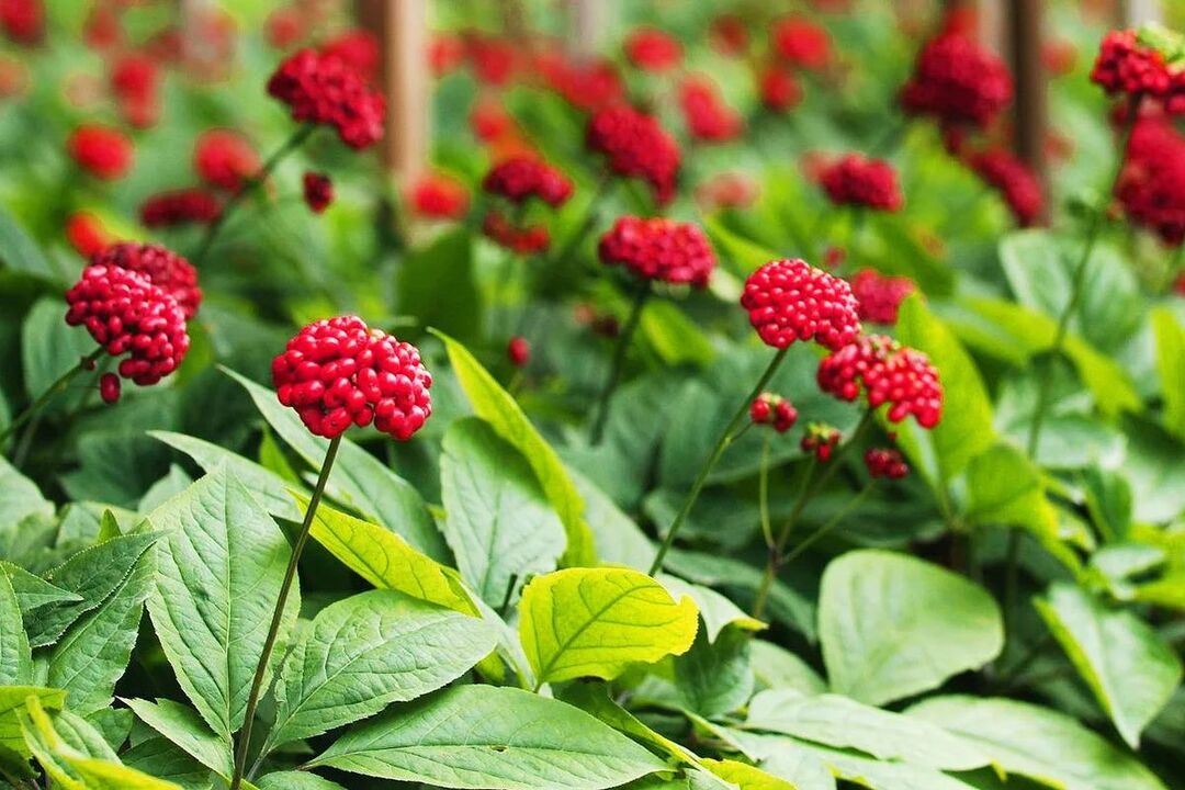 ginseng zdravilna rastlina za moč